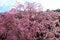 Beautiful weeping cherry tree in a Japanese temple.