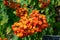 The beautiful Weeping Lantana orange flower blossom