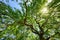 Beautiful weeping willow canopy