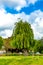 Beautiful weeping willow tree pruned on a small hill in a park with bushes and green grass