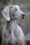 Beautiful Weimaraner Dog head portrait close up