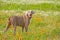 Beautiful Weimaraner dog looking at the viewer