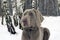 Beautiful Weimaraner Dog Standing In Snow At Winter Day. Large D