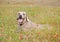 Beautiful Weimaraner dog in wild flowers