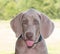 Beautiful Weimaraner puppy with his tongue sticking out