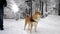Beautiful, well-groomed dog breed Shiba Inu funny looks around. Winter. Snowing