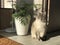 Beautiful well-groomed home gray-white blue-eyed cat squinting from the sun under the home palm Areca in a bright lighted bedroom