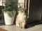 Beautiful well-groomed home gray-white blue-eyed cat squinting from the sun under the home palm Areca in a bright lighted bedroom