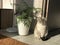 Beautiful well-groomed home gray-white blue-eyed cat squinting from the sun under the home palm Areca in a bright lighted bedroom