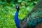 Beautiful well-groomed peacock fluffy a magnificent tail, flirts with a female