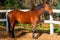 Beautiful well-groomed stallion near fence