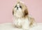 Beautiful well kept purebred shih tzu dog on a pink background