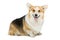 Beautiful welsh corgi dog