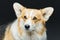 Beautiful welsh corgi dog