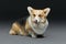 Beautiful welsh corgi dog