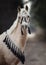 Beautiful welsh pony with black and white bridle in forest background in autumn