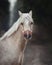 Beautiful welsh pony with red and gold halter in forest