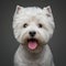 Beautiful west highland white terrier dog