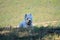 Beautiful West Highland White Terrier Dog Lying On Rebedul Meadows In Lugo. Animals Landscapes Nature.