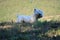 Beautiful West Highland White Terrier Dog Shaking In Rebedul Meadows In Lugo. Animals Landscapes Nature.