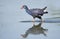 A beautiful western swamphen in a pond of Southern Spain