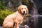 Beautiful wet golden retriever waiting for a ball besides a lake