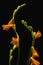 beautiful wet orange lilies and buds on green stems