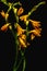 beautiful wet orange lilies and buds with green stems