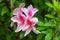 Beautiful wet pink George Taber Azalea flower in garden at Fraserâ€™s Hill, Malaysia, South east Asia