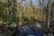 Beautiful wetland nature landscape. Trees reflection on water.