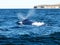 Beautiful whale sticking its head out of the cold waters of Puerto Madryn, Argentina.