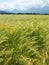 A beautiful wheat field.