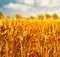 Beautiful wheat field