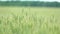 Beautiful wheat field on blue sky with clouds. Green wheat in the field. Not Mature the wheat.