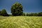 Beautiful wheat field in Slovenia