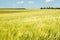 Beautiful wheat field and sunrise on a blue sky. Golden wheat field with blue sky in background. Beautifully landscape