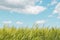 Beautiful wheat field and sunrise on a blue sky. Golden wheat field with blue sky in background. Beautifully landscape