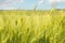 Beautiful wheat field and sunrise on a blue sky. Golden wheat field with blue sky in background. Beautifully landscape