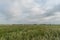 Beautiful wheat field vista in Western Oklahoma