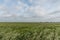 Beautiful wheat field vista in Western Oklahoma