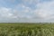 Beautiful wheat field vista in Western Oklahoma