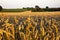 Beautiful Wheat.Sunset