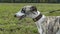 Beautiful Whippet head portrait. Cute English whippet in a field