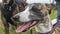 Beautiful Whippet head portrait. Cute English whippet in a field.