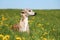 A beautiful whippet is lying in a field of yellow dandelions in the garden