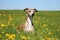 A beautiful whippet is lying in a field of yellow dandelions in the garden