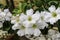 The Beautiful White Adenium Obesum