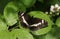 A beautiful White Admiral Butterfly Limenitis camilla perching on a blackberry leaf in woodland.