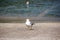 Beautiful white adult European herring seagull walking on the beach on a sunny day