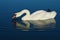 Beautiful white adult Mute Swan bird, latin name Cygnus Olor, drinking water from large fish pond while swimming